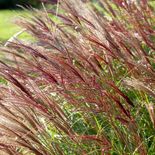 Red-Chief-Maiden-Grasses-4