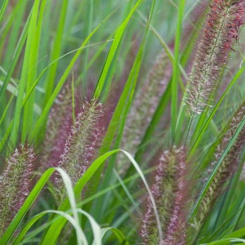 Red-Head-Ornamental-Grasses-2