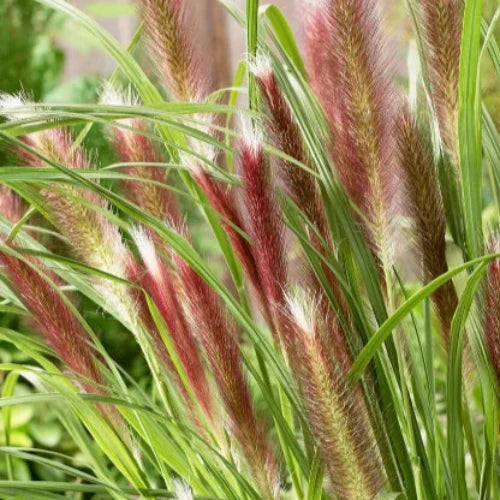 Red-Head-Ornamental-Grasses-3