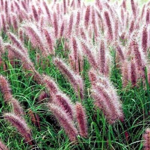 Red-Head-Ornamental-Grasses-4