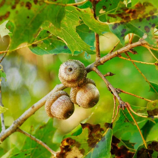 Red-Oak-Ornamental-Tree-1