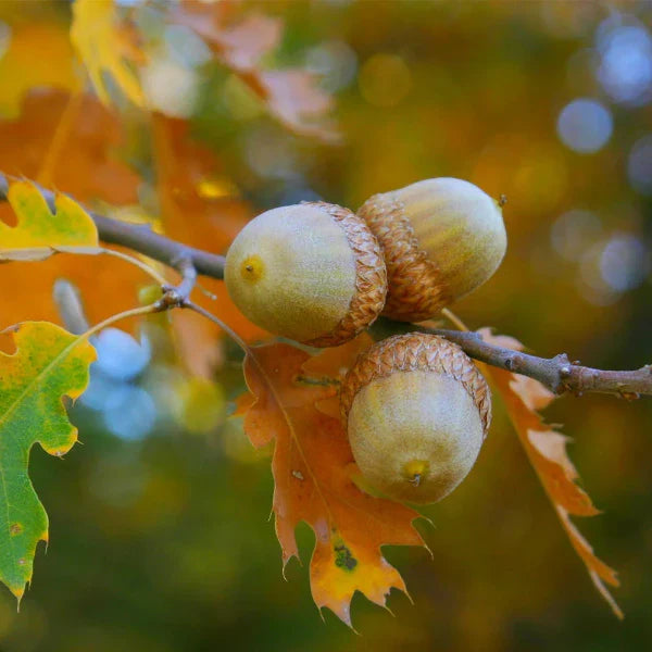 Red-Oak-Ornamental-Tree-2