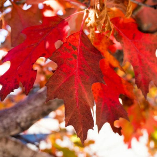 Red-Oak-Ornamental-Tree-3