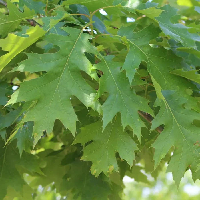 Red-Oak-Ornamental-Tree-4