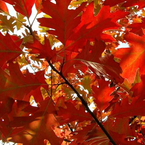 Red-Oak-Ornamental-Tree-5