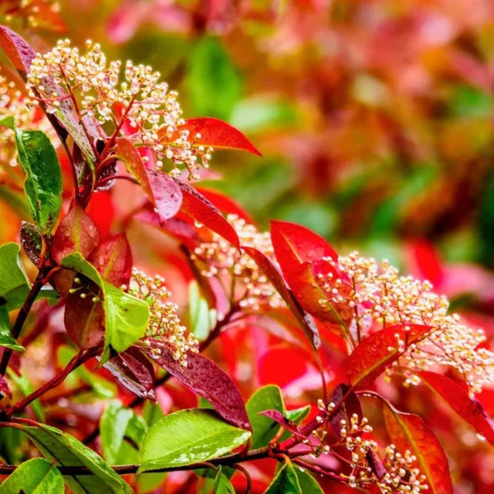 Red-Robin-Ornamental-Tree-2