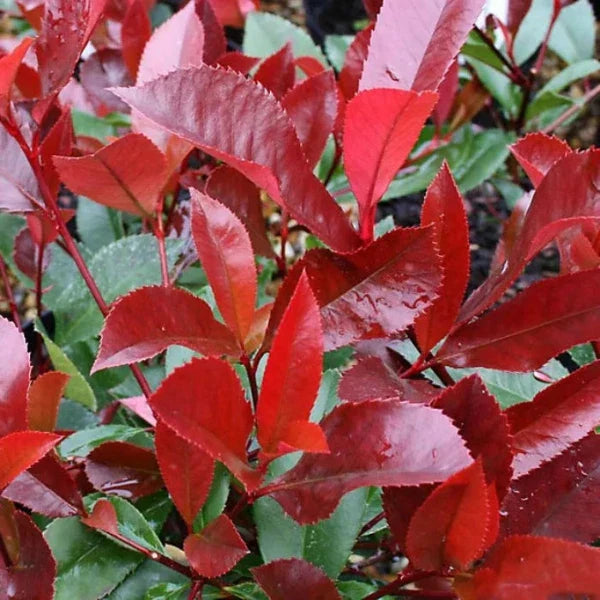 Red-Robin-Ornamental-Tree-3