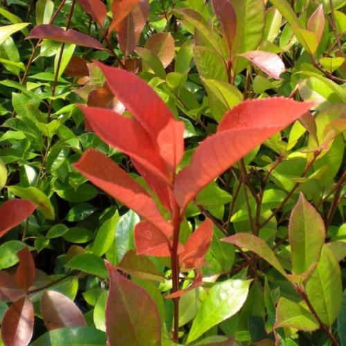 Red-Robin-Pleached-Tree-3