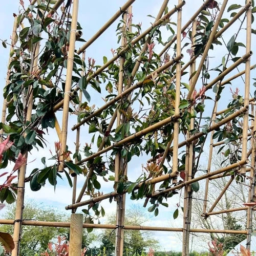 Red-Robin-Pleached-Tree-4