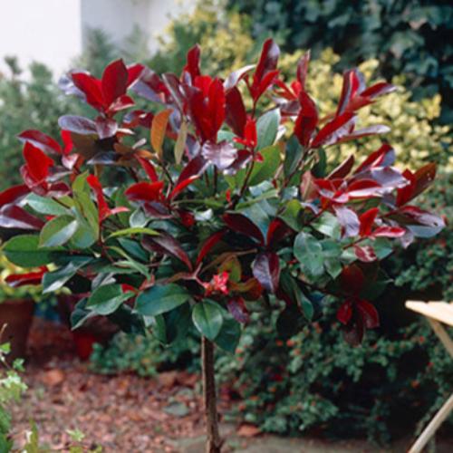 Red-Robin-Screening-Tree-2