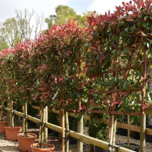 Red-Robin-Screening-Tree-3