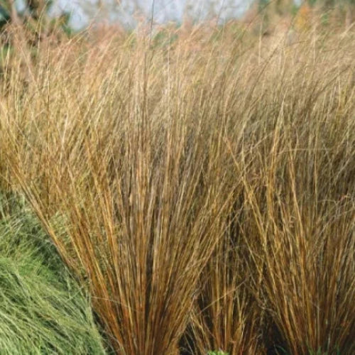 Red-Rooster-Leatherleaf-Sedge-Grasses-2