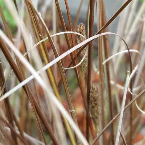 Red-Rooster-Leatherleaf-Sedge-Grasses-3