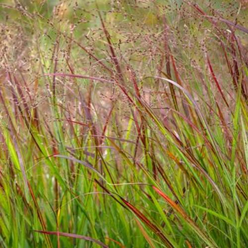 Rehbraun-Switchgrass-2