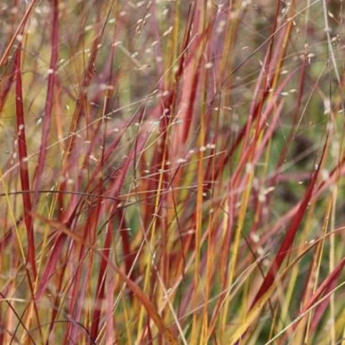 Rehbraun-Switchgrass-3