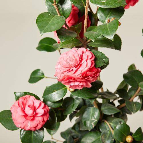 Rosedales-Beauty-Camellia-Plants-2