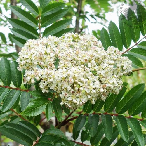 Rowan-Ornamental-Tree-2
