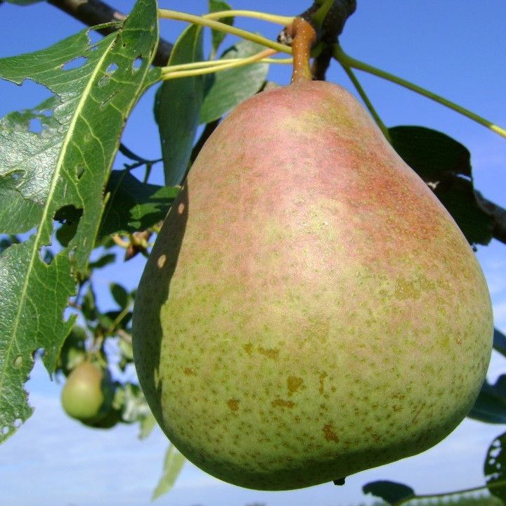 Saint-Remy-Pear-2