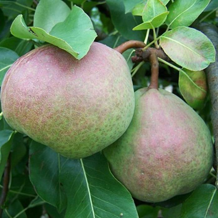 Saint-Remy-Pear-3