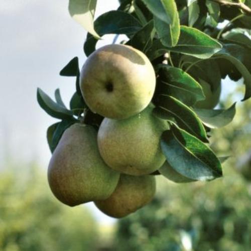 Saint-Remy-Pear-4