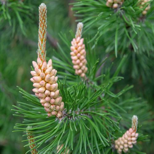 The Scots Pine Tree...