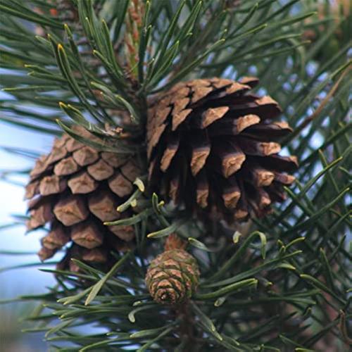 Scots-Pine-Ornamental-Tree-2
