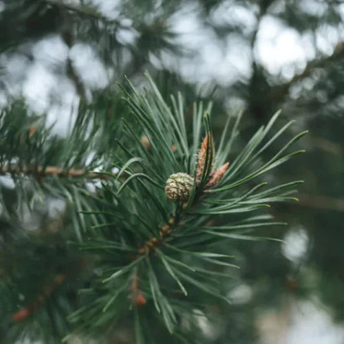 Scots-Pine-Ornamental-Tree-3