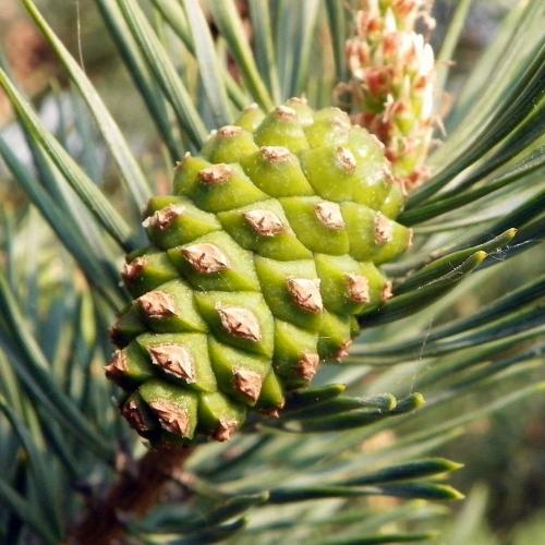 Scots-Pine-Ornamental-Tree-4