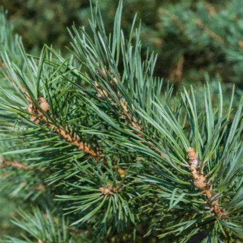 Scots-Pine-Ornamental-Tree-5