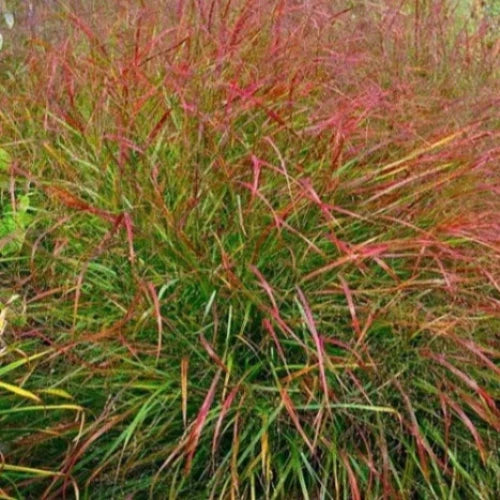 Shenandoah-Switchgrass-2