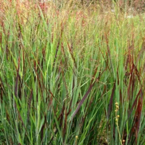 Shenandoah-Switchgrass-3