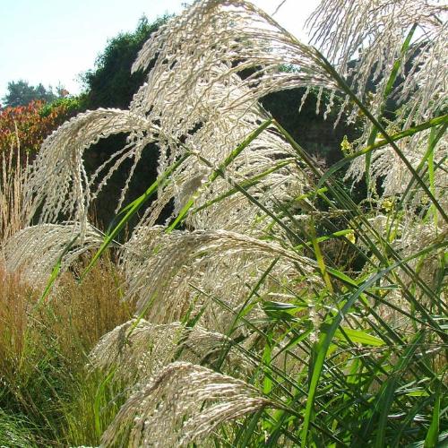 Silberfeder-Maiden-Grasses-2