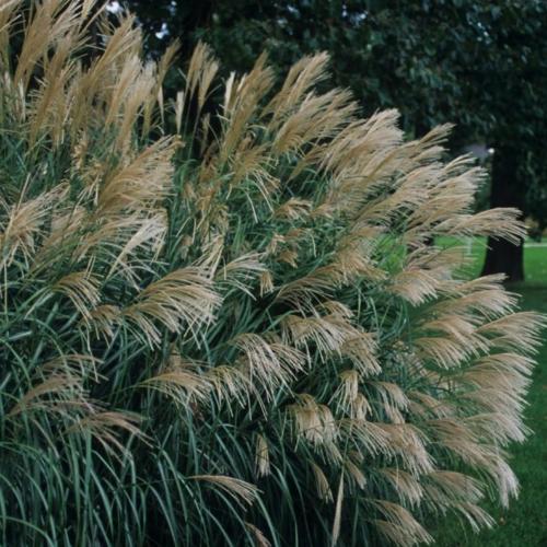 Silberfeder-Maiden-Grasses-3