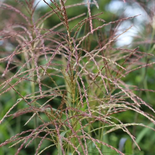Silberfeder-Maiden-Grasses-4