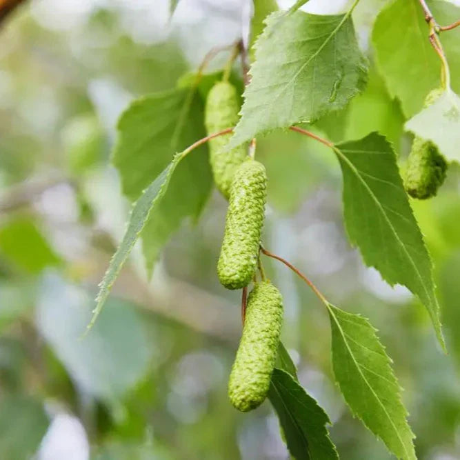 Silver-Birch-Tree-3