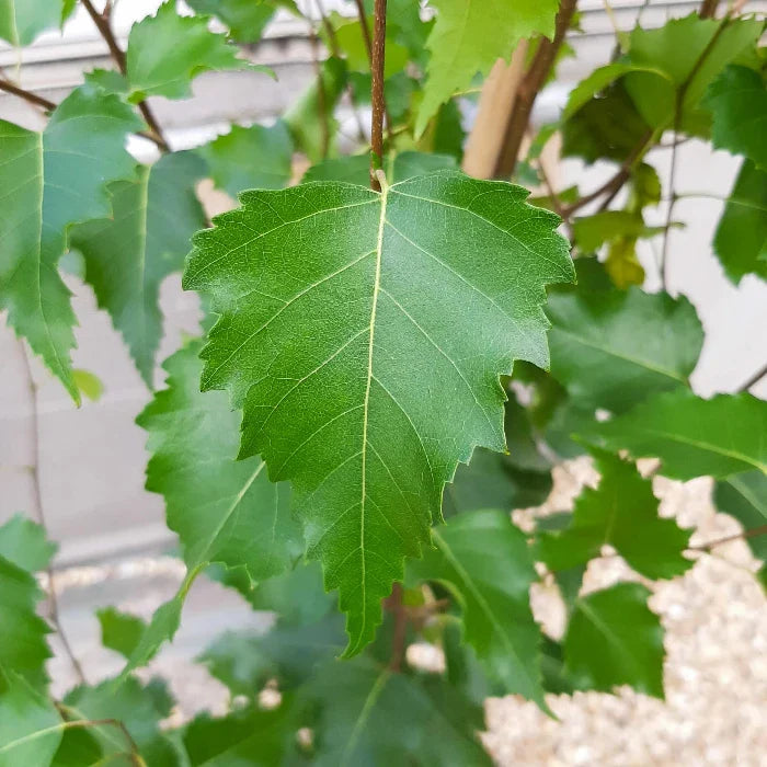 Silver-Birch-Tree-4