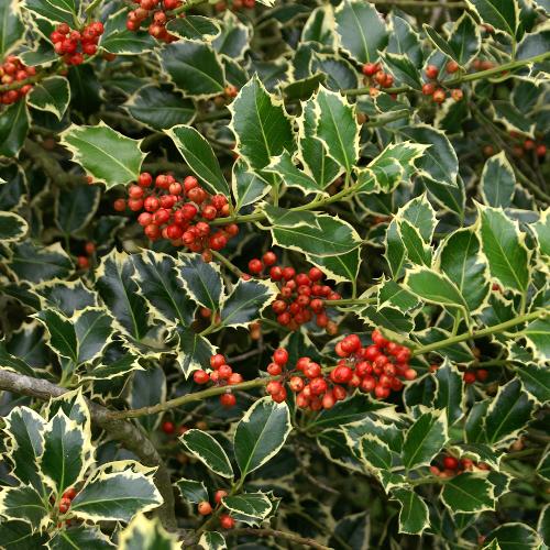 Silver-Margined-Holly-Plants-2
