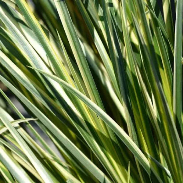 Silver-Striped-Sweet-Flag-Grasses-2