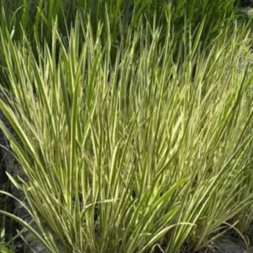 Silver-Striped-Sweet-Flag-Grasses-3