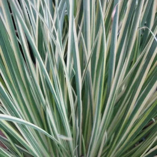 Silver-Striped-Sweet-Flag-Grasses-4