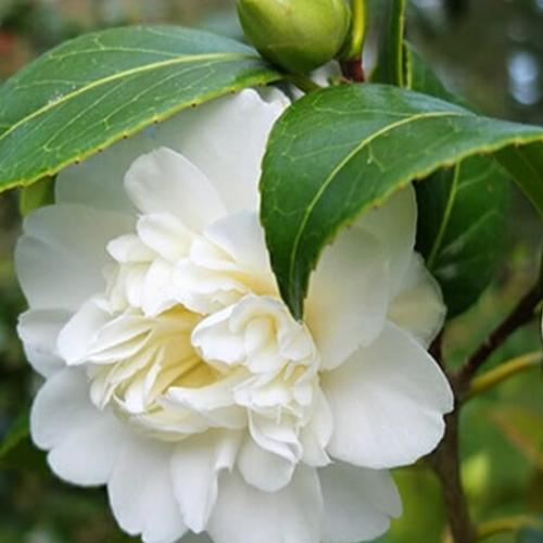 Snow-White-Camellia-Plants-2