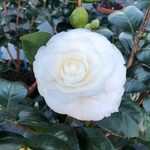 Snow-White-Camellia-Plants-3