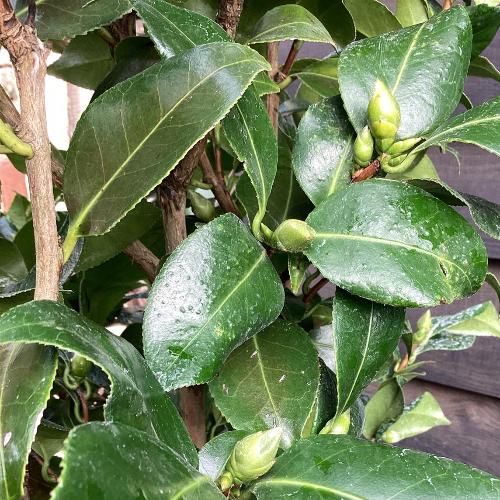 Snow-White-Camellia-Plants-4