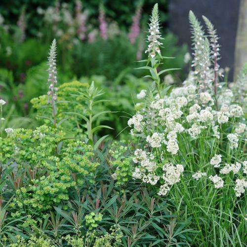 Snowflake-Woodrush-Grasses-3