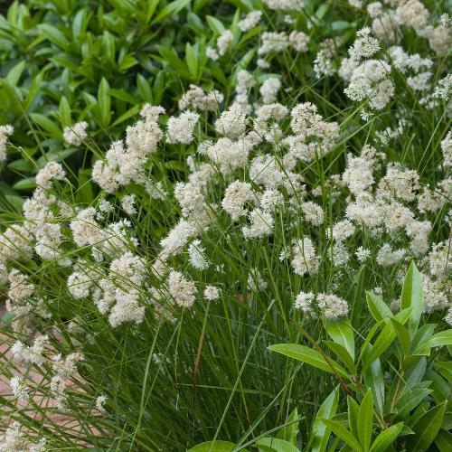Snowflake-Woodrush-Grasses-4