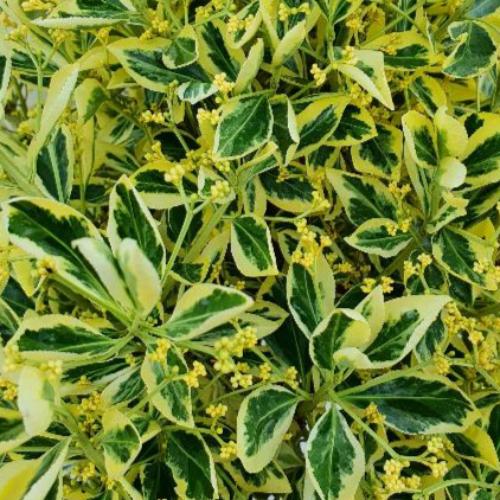 Spindle-Bravo-Italian-Plants-2