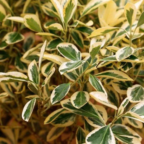 Spindle-Bravo-Italian-Plants-3