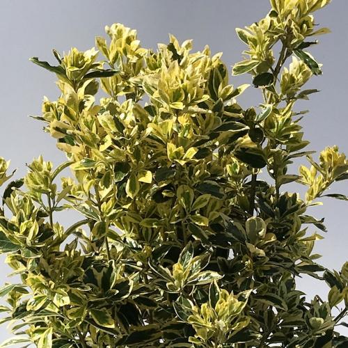 Spindle-Bravo-Italian-Plants-4