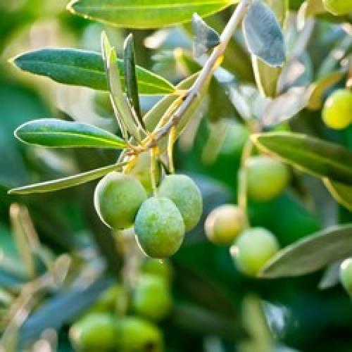 Spiral-Multi-Headed-Olive-Trees-3