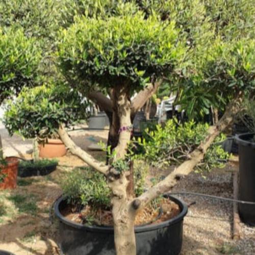 Spiral-Multi-Headed-Olive-Trees-4